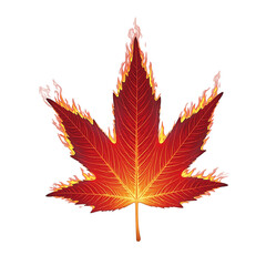 Vibrant red leaf with fiery edges against a crisp white backdrop Enhance your projects with a touch of natures beauty