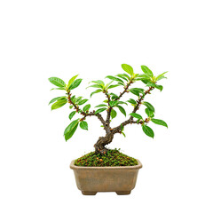 Obraz premium Exquisite bonsai tree with miniature leaves epitomizing tranquility and artistry Perfect for zen concepts and nature themes