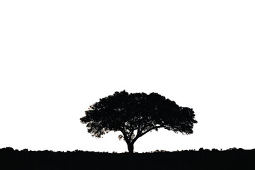 Silhouette of a tree against white sky nature scene minimalist view cut out