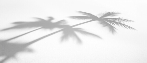 Black and white photograph of two palm trees. the trees are silhouetted against a plain white background, creating a sense of depth and dimension.