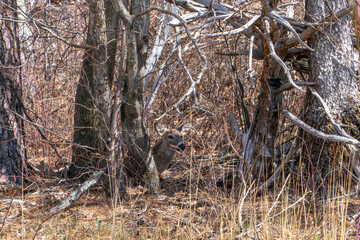 Whitetail Deer in Shenandoah National Park in Early Spring