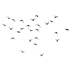 Set of black bird silhouettes—vector elements for design.