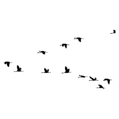 Set of black bird silhouettes—vector elements for design.