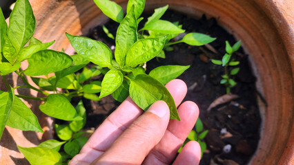 chili leaves in hand, chili plants growing in pot, chilli trees in organic farming garden