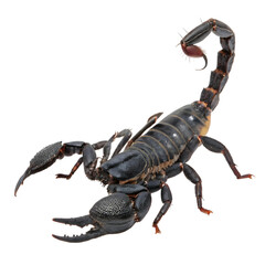 Emperor scorpion heterometric lattices isolated on transparent background
