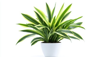 Fototapeta premium A lush green plant with vibrant striped leaves is elegantly positioned in a white pot against a clean, bright background, showcasing its natural beauty and vitality