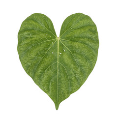A heart shaped leaf with a delicate tear symbolizing love and resilience Ideal for themes of nature emotions and healing