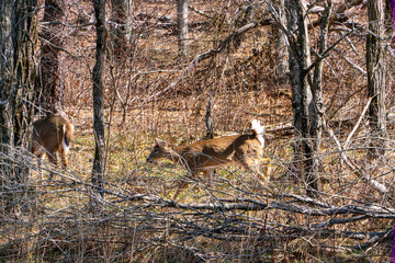 Whitetail Deer in Shenandoah National Park in Early Spring