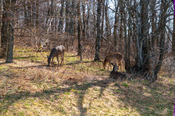 Whitetail Deer in Shenandoah National Park in Early Spring