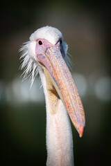 Close up portrait of a white pelican looking straight ahead