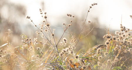 Dew-Laden Spiderwebs Adorn Withered Grass In Foggy Macro Photography