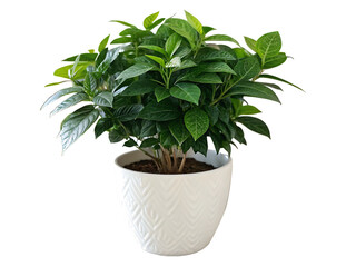 green plant in a pot