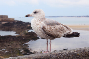 seagull on the beach