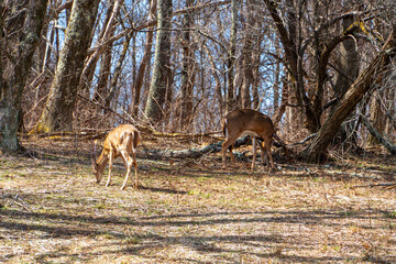 Whitetail Deer in Shenandoah National Park in Early Spring