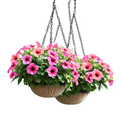 Pink Petunia Hanging Baskets on white background