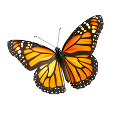 Naklejka premium Vibrant monarch butterfly in beautiful detail.