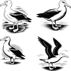 albatross line art silhouette vector illustration Albatross line arts with white background . California bird silhouette vector illustration Albatross line art vector illustration albatross line art
 