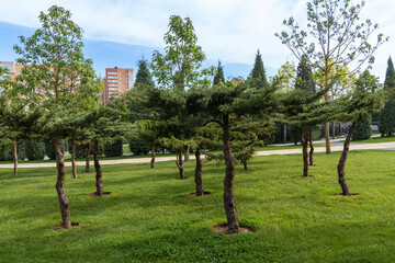 Public landscape city park 