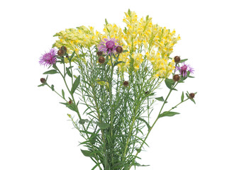 Wild flowers of purple Wig knapweed and yellow flowers of toadflax isolated on white