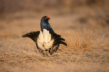 Black Grouse (Lyrurus tetrix). Male grouse turns and flares tail during territorial display. Open frosty grassland with sparse vegetation. Perfect symmetry and texture in the morning calm.