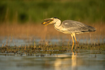 Grey Heron (Ardea cinerea). Heron Swallowing Fish in Profile. Still waters with golden-lit background. Illuminated side view and wide gape highlight the success of the hunt.