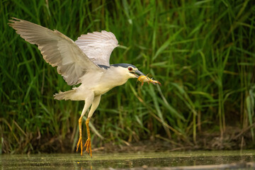 Black-crowned Night Heron (Nycticorax nycticorax). Heron Rises Holding Prey. Bright green wetland backdrop. The rising lift and extended legs create a striking diagonal energy in the scene.