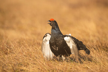 Black Grouse (Lyrurus tetrix). Male grouse raises wings while challenging a rival at dawn. Open grassland bathed in amber tones. Dust and feathers amplify the dramatic tension.