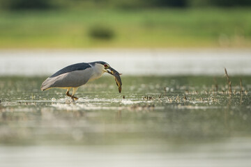Black-crowned Night Heron (Nycticorax nycticorax). Night heron secures slippery prey while stalking...