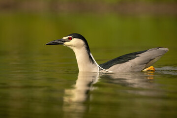 Black-crowned night heron (Nycticorax nycticorax). Night heron swims with head held high and legs...