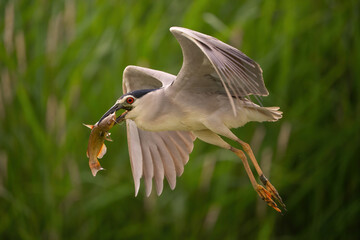 Black-crowned Night Heron (Nycticorax nycticorax). Night heron glides low with fresh catch in sharp bill. Dense green reeds. Graceful moment frozen with curved wing and prey interaction.