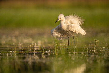 Little Egret (Egretta garzetta). Heron family Standing with feathers puffed in warm sunlight. Shallow marsh with fine green vegetation. Radiant golden light creates a dreamy soft focus effect.