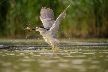 Black-crowned Night Heron (Nycticorax nycticorax). Heron family Jumping from water as fish escapes mid-air. Algae-covered pond. Perfectly timed moment showing reflex and speed.