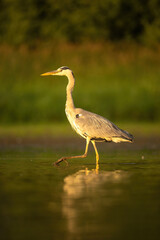 Grey Heron (Ardea cinerea). Heron strides purposefully through golden-lit water at sunset. Flooded grassland bathed in warm light. Striking posture and glowing tones enhance the silhouette.