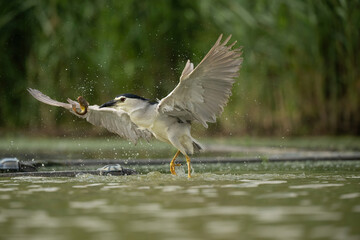 Black-crowned Night Heron (Nycticorax nycticorax). Heron family Flying low with fish in beak above calm pond. Shallow green pond. Clear forward motion captured with water trails and outstretched wings