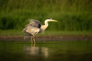 Grey Heron (Ardea cinerea). Heron ruffles feathers while pausing on the muddy shoreline. Green-fringed wetland with still water. Unique feather display conveys motion and calm simultaneously.