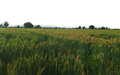 Wheat Crop Green PNG: Vibrant Fields in Digital Design