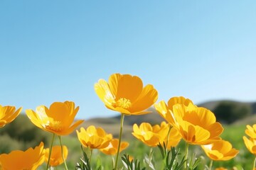 Obraz premium Bright yellow flowers bloom under clear blue sky, creating vibra