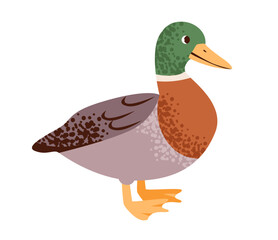Cute mallard duck isolated on white background. Wild waterfowl. Flat vector illustration of farm bird.