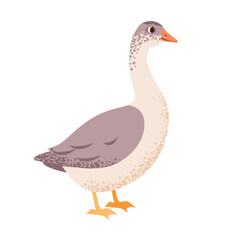 Farmyard goose with adorable features. Flat vector illustration  waterfowl. Rural life, domesticated animal.