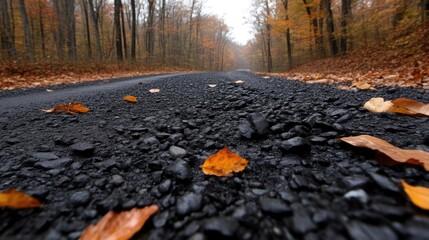 Autumnal Forest Road (1)