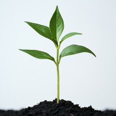 Emerging from the fertile, dark ground, a bright green seedling symbolizes nature's growth and renewal. This image perfectly illustrates the essence of new beginnings in the environment