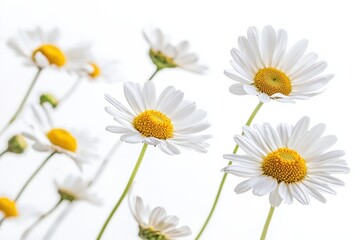 Fototapeta premium Delicate White Daisies on Simple Background in Bright Light