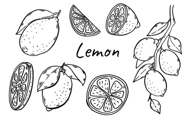 lemon Hand drawn set. Vintage lime orange or lemon fruits blossom and branches for juice label. Vector black ink outline food sketch illustrations with juicy piece and peel fruit for health fresh drin