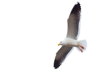 Seagull In Flight Against White Background