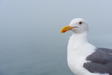 Close-Up Portrait of a Seagull Against a Foggy Background