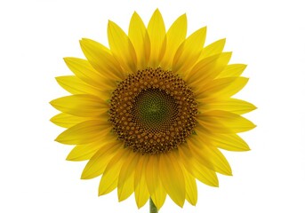Bright sunflower on a white background