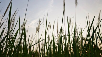 grass with sky background