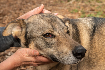 Adorable mongrel stray dog head being held and caresses by woman's hands closeup