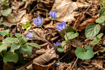 Common liverwort blue flower (Hepatica nobilis) in the spring forest. Close up.
