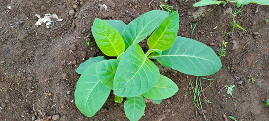 Tobacco plant growing in the field	
